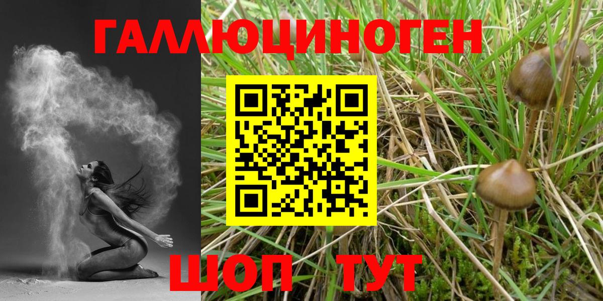 Псилоцибиновые грибы Psilocybe Чита